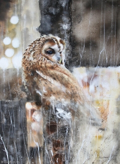 Owl