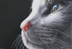 Cats Eye