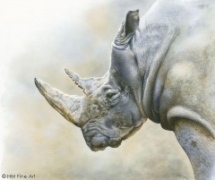 Hannu White Rhino