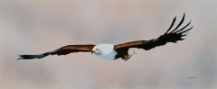 On The Wing