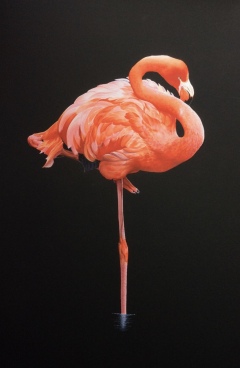 Flamingo 1